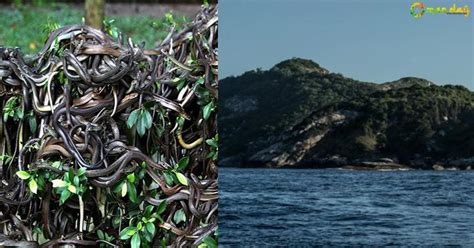 But after the deglaciation (10 to 12 thousand years ago) it became an. Snake Island - An island with 2 million snakes and zero ...