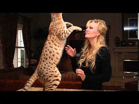 I don't think he's a full breed if his back legs are white, but he could be a bengal cross 😎. savannah cat size - YouTube