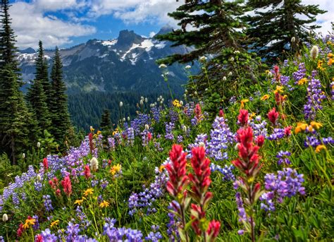 42 Mount Rainier Meadow Flowers Wallpaper