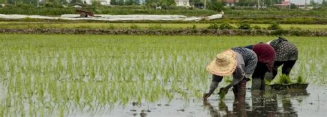 Seasonal Ban On Rice Imports As Of Aug 22 Financial Tribune