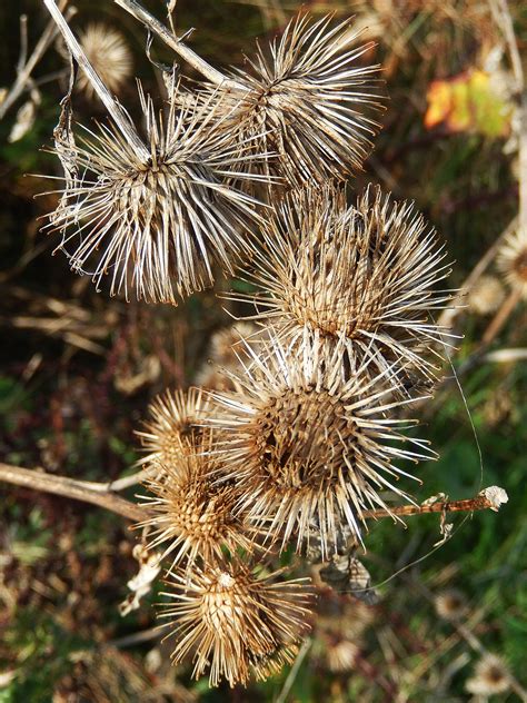 Hips Haws And Burrs Yes It’s Autumn At Wraysbury Lakes Obsessedbynature