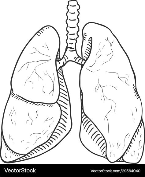 Sketch Human Lungs Anatomical Organ Royalty Free Vector