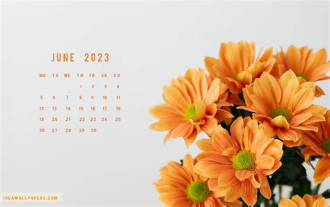 June Calendar 2023 Wallpaper Orange Daisy Wallpaper Idea Wallpapers