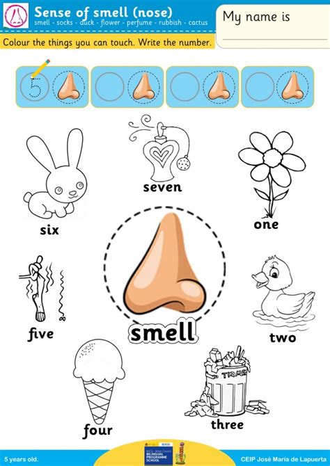 sense  smell worksheets worksheets