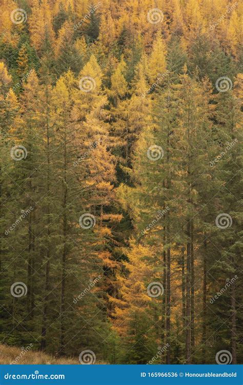 Beautiful Vibrant Autumn Fall Landscape Of Larch Tree And Pine Tree
