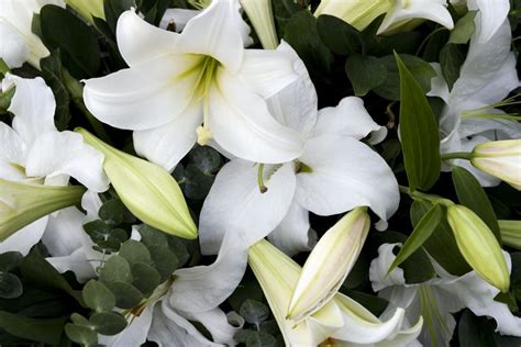 Signification symbolique des funérailles et des fleurs de sympathie