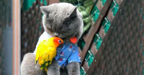 Cat And Parrot Are Best Friends Their Love Knows No Boundaries