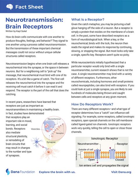 Fact Sheets Brain Basics Dana Foundation