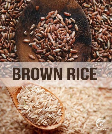 4 Types Of Brown Rice That You May Not Be Aware Of K Agriculture