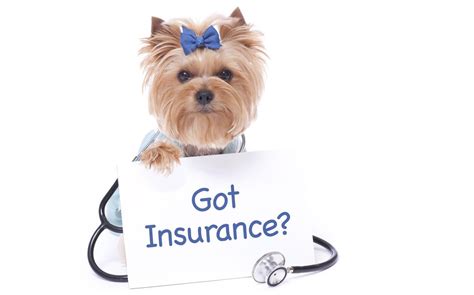 Matt Davies Harmony Communities Examines If You Should Get Pet Insurance