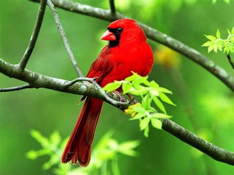 Bird Desktop Wallpaper Beautiful Cardinal Bird : Wallpapers13.com
