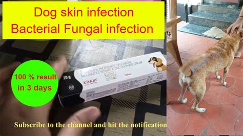 Dog Skin Infection Treatment Kiskin Ointment Review Dr Pallabis