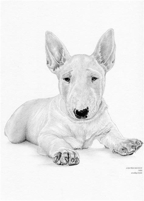 Bull Terrier Puppy 6 Dog Limited Edition Art Drawing Print Signed By