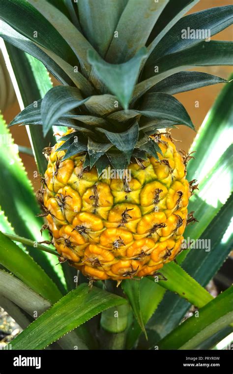 Pineapple Growing On Shrub Stock Photo Alamy