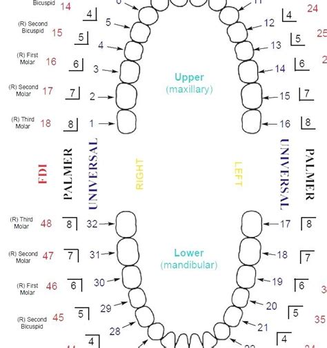 Universal Numbering System Human Dental Chart