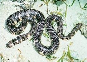 Mit zwei weiteren arten bildet er die gattung der taipane. Die giftigsten Schlangen der Welt: Diamantklapperschlange ...