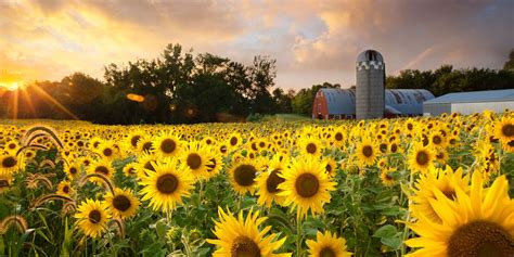 25 Best Sunflower Fields Near Me Top Sunflower Fields And Mazes In The Us