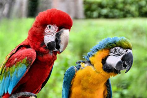 Two Macaw Parrots At Sentosa Island In Singapore Encircle Photos