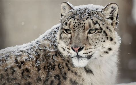 Snow Leopard Photos Wallpapers The Fun Bank
