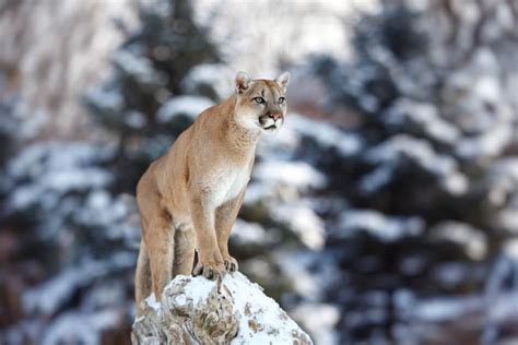 Where Do Cougars Live North American Nature