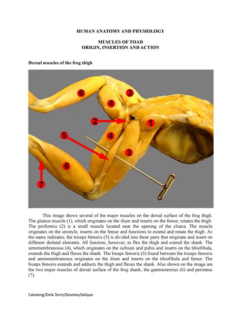 Muscles Of Toad Human Anatomy And Physiology Muscles Of Toad Origin