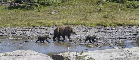 Bear Safety Glacier National Park Us National Park Service
