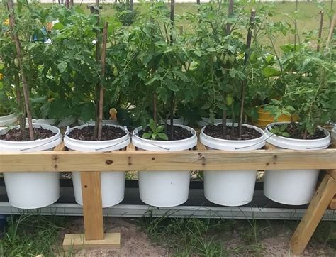 Growing A Green Thumb Container Basics Ufifas Extension Levy County
