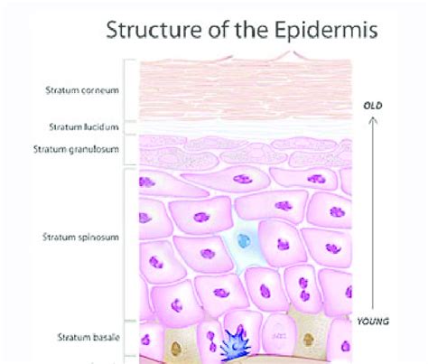 Structure Of Epidermis Modified From Download Scienti