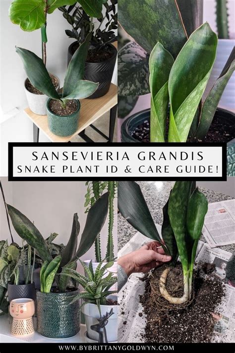 How To Take Care Of A Snake Plant Snake Plant Care Indoors In 2021