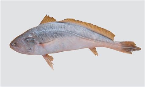 Otolithoides Biauritus Marine Biodiversity Portal Of Bangladesh