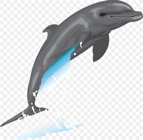 Bottlenose Dolphin Drawing Clip Art Png 1048x1024px Dolphin Art
