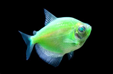 Electric Green Glofish Tetra Glofish Glow Fish Tetra Fish