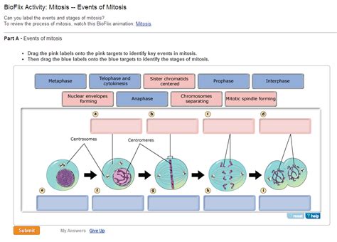 Answer to meiosis terminology drag the labels from the left to their correct locations in the concept map on the right. The Cell Cycle, Mitosis And Meiosis - ProProfs Quiz