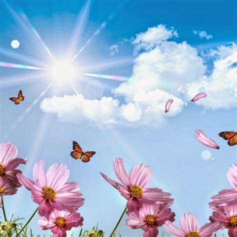 Flower hd phone wallpapers download free background images collection, high quality beautiful flowers wallpaper for your mobile phone. 10 New Wallpapers For Desktop Background Full Screen FULL ...