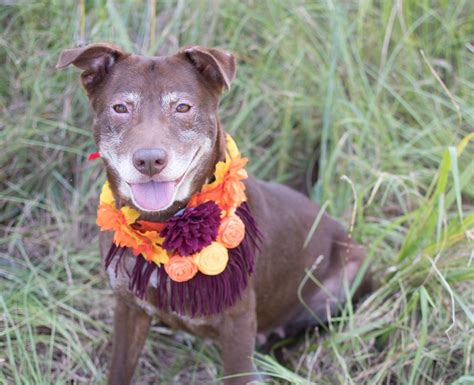 Check spelling or type a new query. Adopt Mocha on Petfinder | Chocolate labrador retriever ...