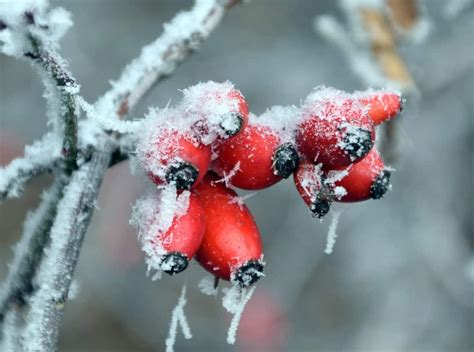 Free Picture Rose Hip Branch Winter Frost Cold Fruit Berry