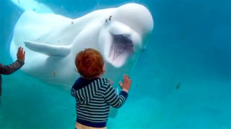Toddler Scared By Playful Beluga Whale