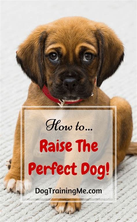 Do You Want To Learn About Raising The Perfect Dog Train Your Dog By