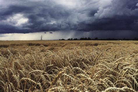 Rains Welcome But Slow Kansas Wheat Harvest 2018 06 25 Food