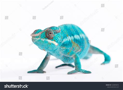 Close Rare Panther Chameleon Nosy Be Stock Photo 1628899072 Shutterstock