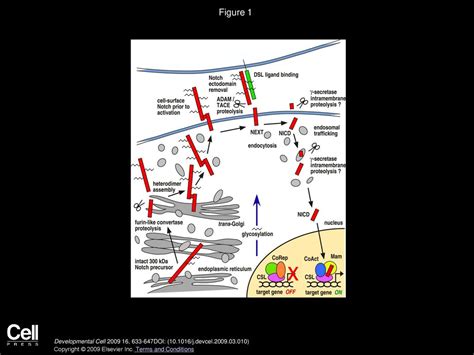 Notch Signaling The Core Pathway And Its Posttranslational Regulation Ppt Download
