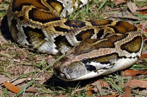 Burmese Python Care Sheet Reptiles Cove