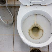 Mold In Toilet Bowl Below Water Line Guide