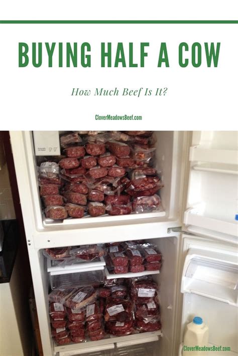 How much do cows cost? Buying a cow. How much beef is it? (video) - Clover ...