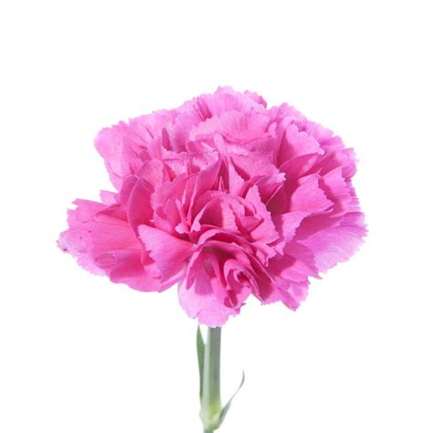 An environment conducive to vigorous growth or development; Hot Pink Carnations | Pink carnations, Carnations, Flowers
