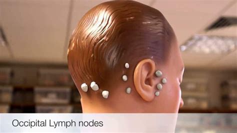 Occipital Lymph Node Back Of Head