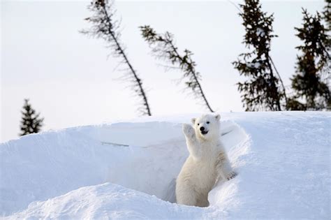 Polar Bear Cub Playing By Den Churchill Manitoba Canada Photograph