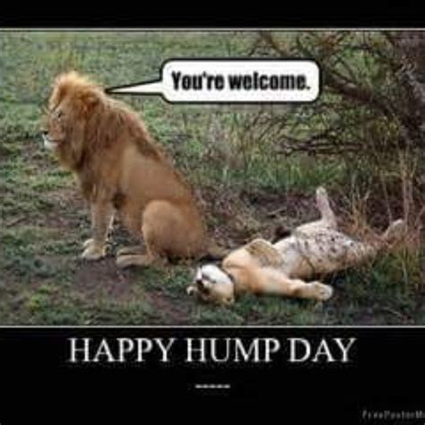 Happy Hump Day Lions