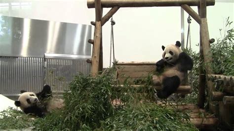 Giant Panda Twin Cubs Kaihin And Youhin Of 2012 May At Wakayama Japan 2 44 Youtube