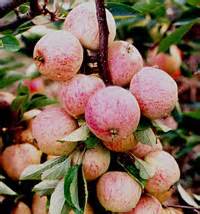 Check out our fruit trees selection for the very best in unique or custom, handmade pieces from our craft supplies & tools shops. Apple Trees 1- Historic Varieties Grown and Supplied by ...